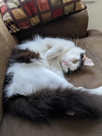esmeralda picture