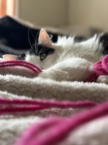 esmeralda picture